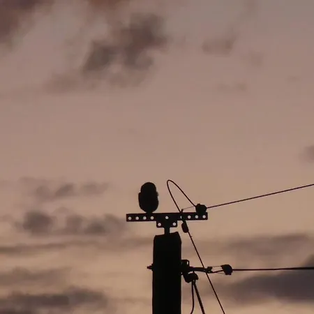 Les Chouettes Blanches *