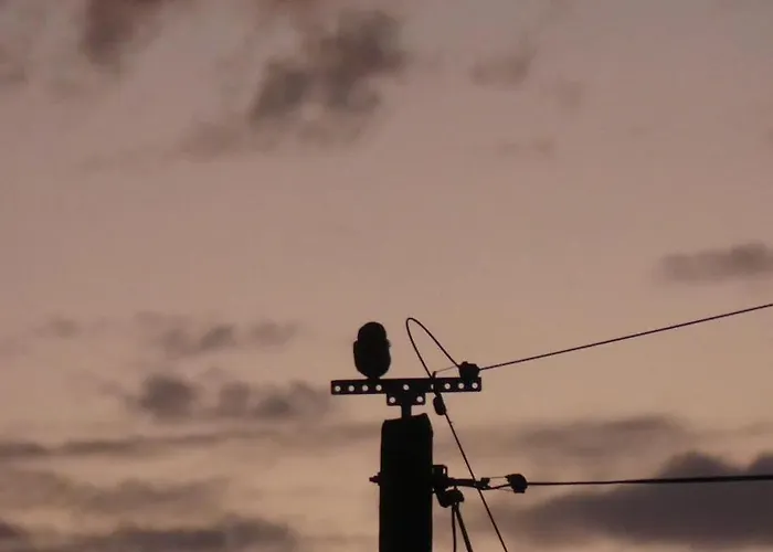 Les Chouettes Blanches *